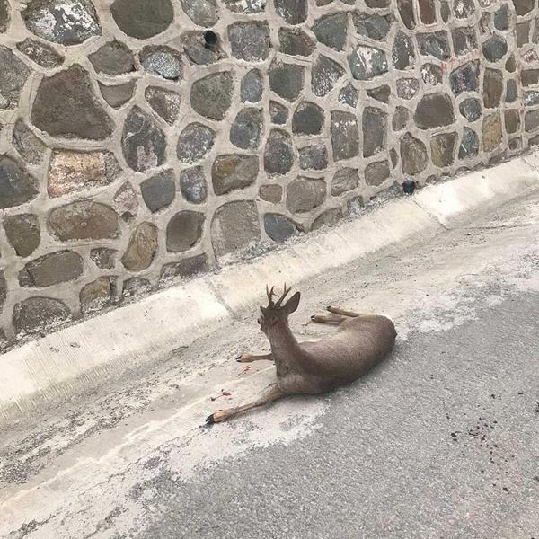 Yaralı Karacanın yardımına Büyükşehir Yetişti