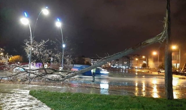 Ordu'da fırtına afeti! Ağaçlar devrildi, araçlar hasar gördü