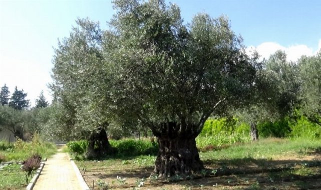 İTG: "Zeytin ağacını üzmeyin ve yanlış karardan en kısa zamanda dönün