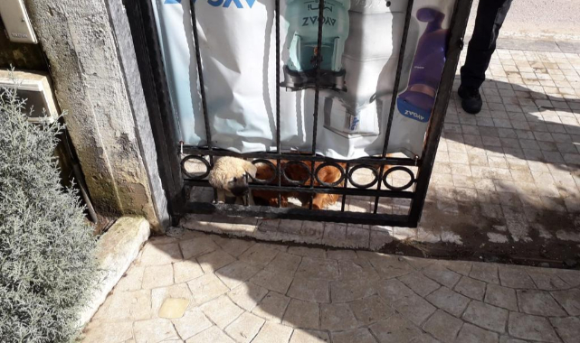 Kafası demir kapıya sıkışan yavru köpek kurtarıldı