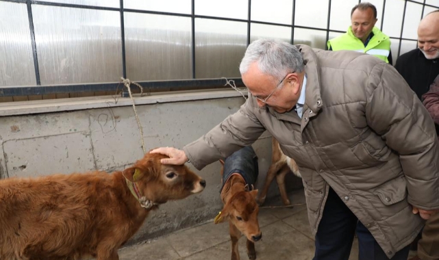 Ordu’da çiftçilere 300 adet Jersey ırkı inek dağıtıldı
