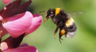 Sera işçisi "Bombus Arısı" Ordu'da üretiliyor