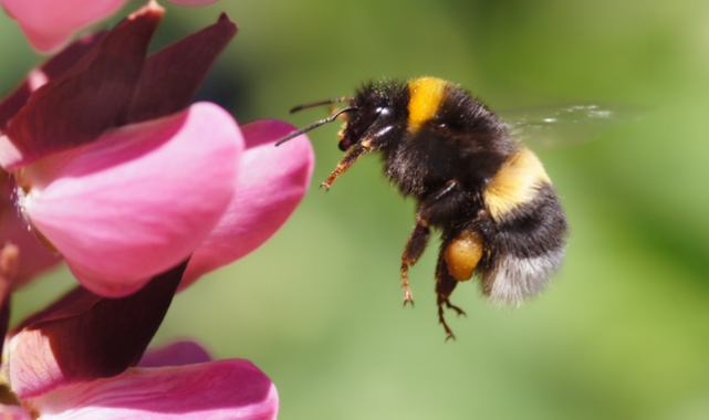 Sera işçisi "Bombus Arısı" Ordu'da üretiliyor
