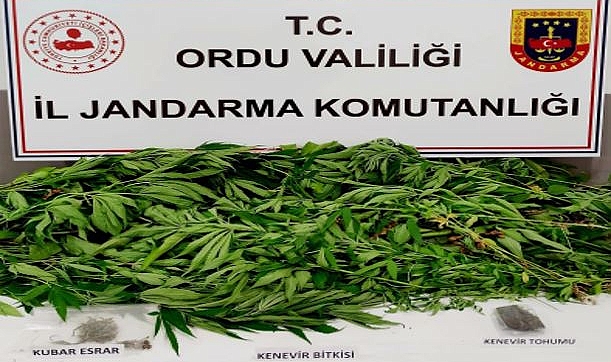Ordu'da 207 kök kenevir ele geçirildi