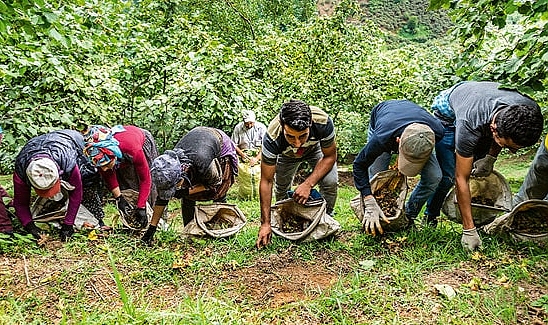 Giresun'da fındık hasadında işçi ve patoz ücretleri belirlendi