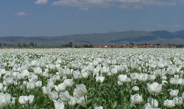 Haşhaş tohumu ihracatında yüzde 923’lük rekor artış