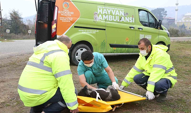 Hayvan hastanesi can dostların sığınağı oldu