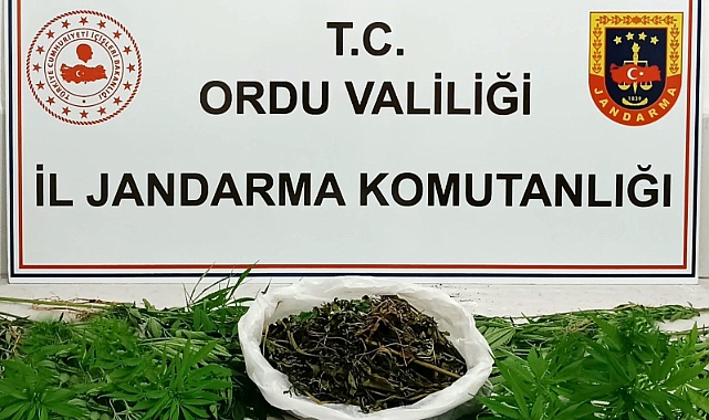 Ordu'da uyuşturucu operasyonunda 5 şüpheli yakalandı