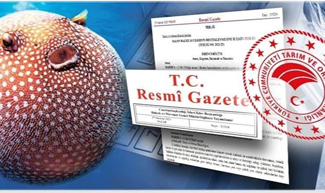 Balon balığı avlayanlara ödenecek destekleme tutarları artırıldı