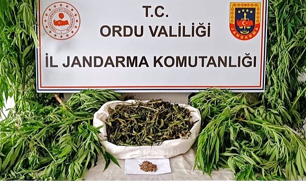 Ordu'da esrar operasyonu