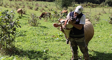 Ordu'da düşük maliyetle kaliteli süt
