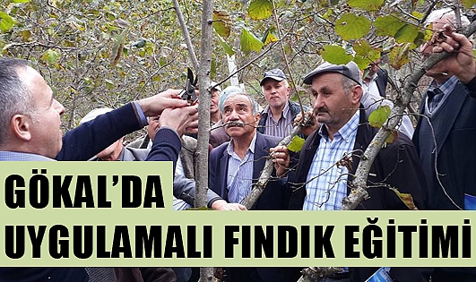 Tokat Erbaa fındık randımanıyla Ordu ile yarışıyor