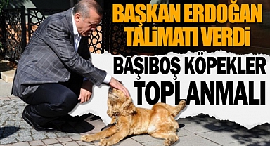 Cumhurbaşkanı Erdoğan: "Başboş hayvanlar toplanmalı" dedi. Bakalım Ordu'da ne zaman harekete geçilecek