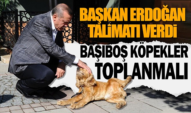 Cumhurbaşkanı Erdoğan: "Başboş hayvanlar toplanmalı" dedi. Bakalım Ordu'da ne zaman harekete geçilecek