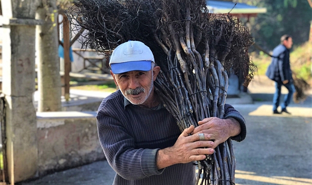 Altınordu'da 100 bin ceviz fidanı toprakla buluştu