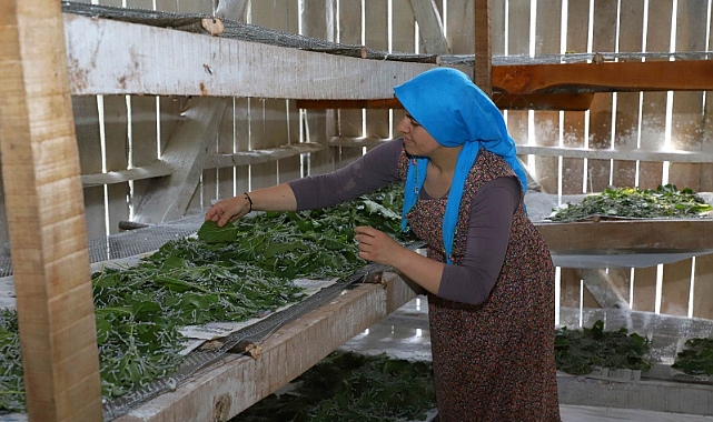 İpek Böcekciliği yetiştiriciliği Ordu'da arttı