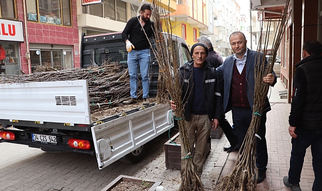 Ordu'da yerli Armut fidanları dikildi