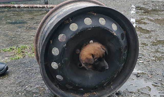 Afacan köpek başını janta sıkıştırdı