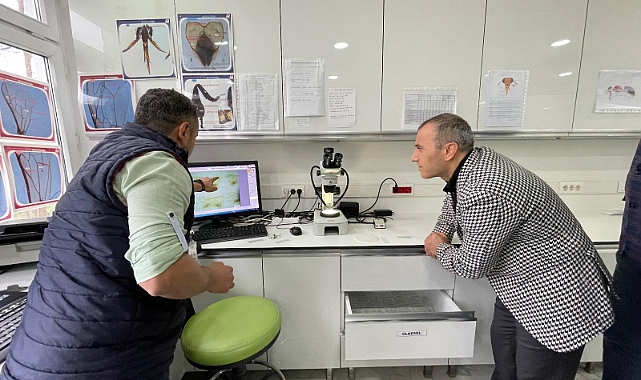 Bombus Arısı ile seralarda verim artıyor