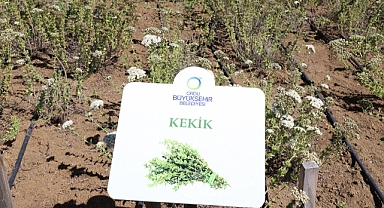 Tıbbi ve Aromatik bitkilerin yeni üssü Ordu