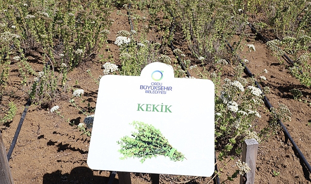 Tıbbi ve Aromatik bitkilerin yeni üssü Ordu