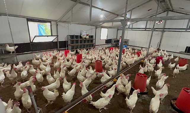 DOKAP Ordu'da yumurta yetiştiriciliği destekliyor