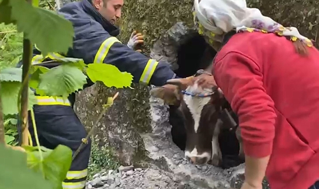 Itfaiyenin inek kurtarma operasyonu