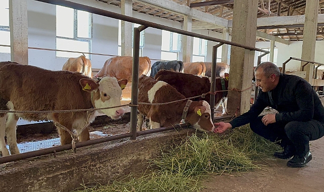 Ordu'da büyükbaş hayvancılığa ilgi artıyor