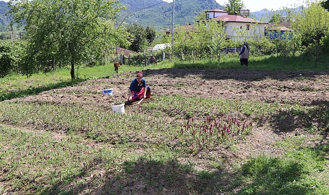 Ordu'da salep hasadı başladı