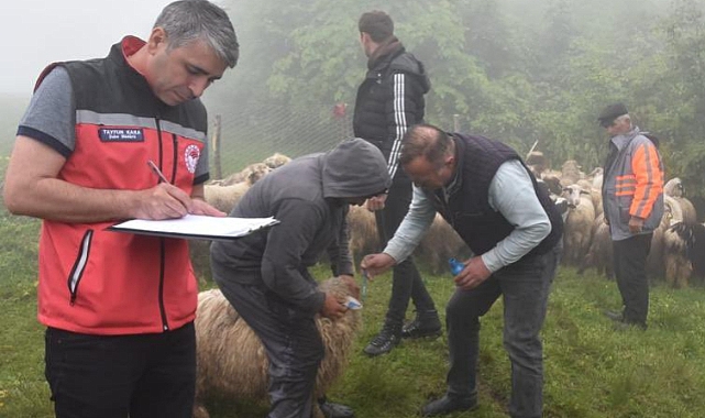 Vali Babadan sürülerine ayı saldıran 7 aileye destek