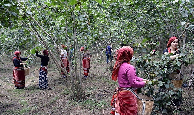 Fındık dalda aklın işçide kalmasın projesi başladı