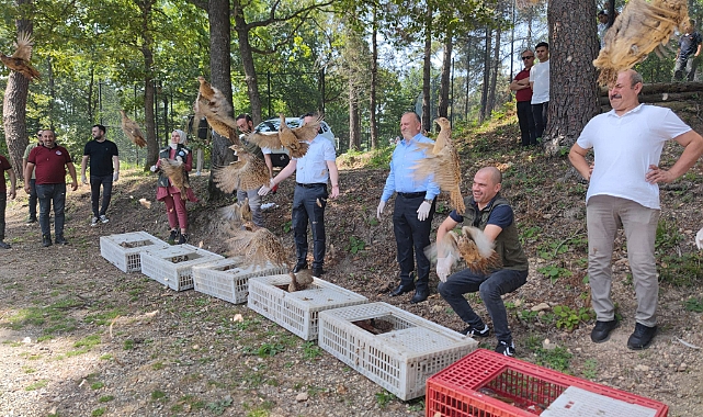 Ordu'da kene avcısı sülünler doğaya salındı