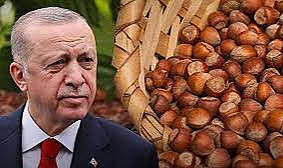 Cumhurbaşkanı Erdoğan, Fındık Alım Fiyatlarını Açıkladı: Üreticilere Prim Desteği!