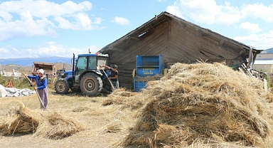 Ordu Siyez buğdayı üretiyor