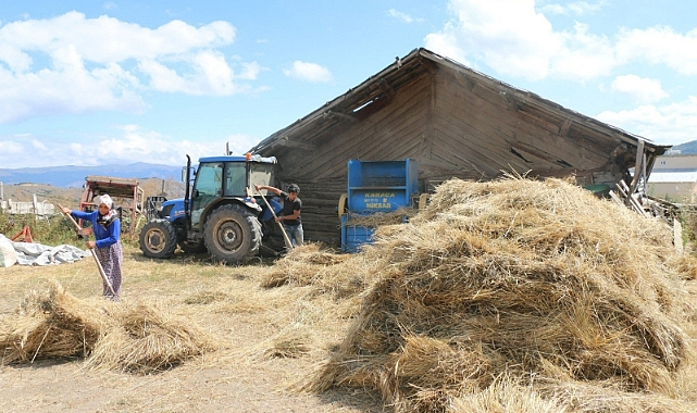 Ordu Siyez buğdayı üretiyor