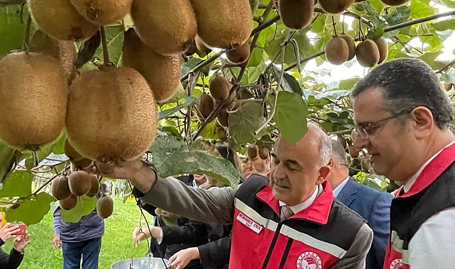 Ordu'da Kivi Hasatı başladı