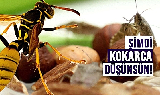 Ordu'da 22 Bin Samuray Arısı doğaya salındı