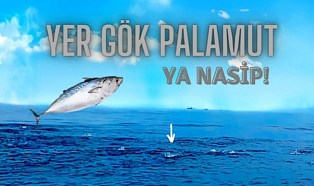 Ordu'da 1 Eylül'den sonra Palamut bolluğu yaşanacak.