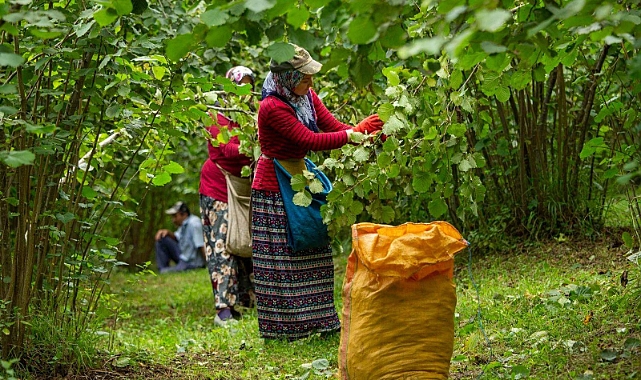 Ordu'nun parası Ordu'da kalıyor