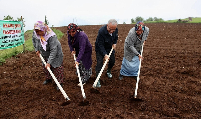 Akkuş Şeker Fasulyesi Türkiye'nin gözdesi oldu!