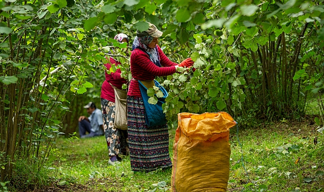 Ordu Fındık Üreticisi "Can Çekişiyor"