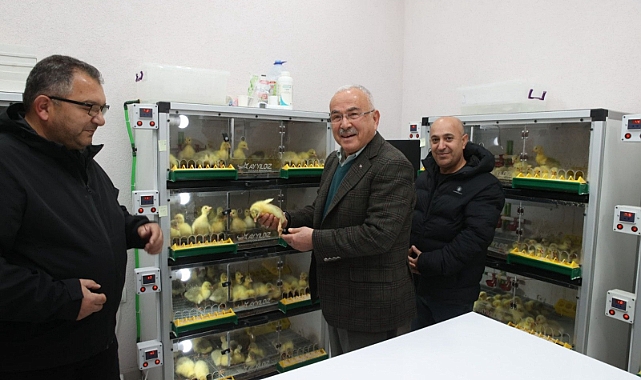 Ordu'da kaz yetiştiriciliği artıyor