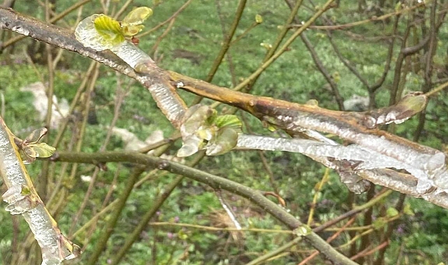 Ordu'da Zirai Don Alarmı! Fındık Üreticileri Tedirgin