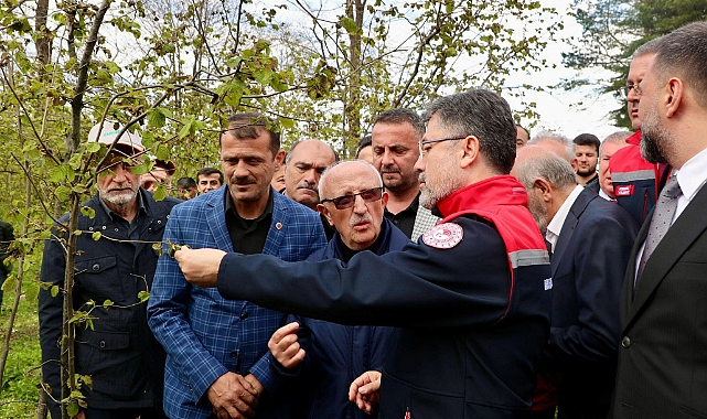 Tarım Bakanı Yumaklı, Ordu'da fındıkta zirai don İncelemesi yaptı