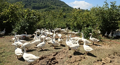 Ordu'da "Alım Garantisi" ile kaz yetiştiriciliği yaygınlaşıyor