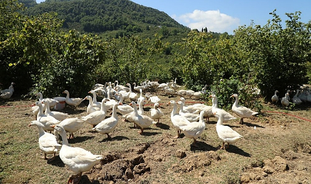 Ordu'da "Alım Garantisi" ile kaz yetiştiriciliği yaygınlaşıyor