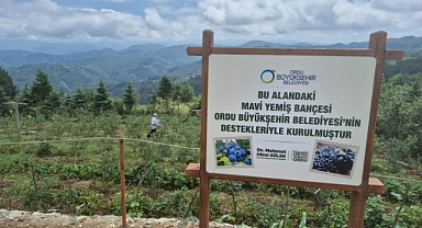 Ordu’nun Mavi Yemiş’i Var