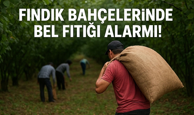 Fındık Bahçelerinde Bel Fıtığı Alarmı!