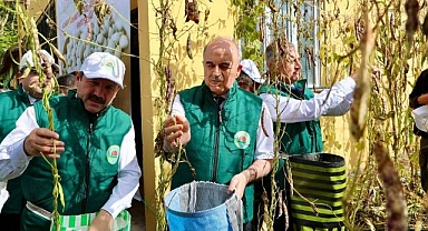 Akkuş'ta Coğrafi İşaretli Şeker Fasulyesinde 5. hasat sevinci
