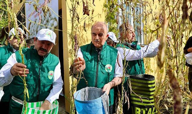 Akkuş'ta Coğrafi İşaretli Şeker Fasulyesinde 5. hasat sevinci